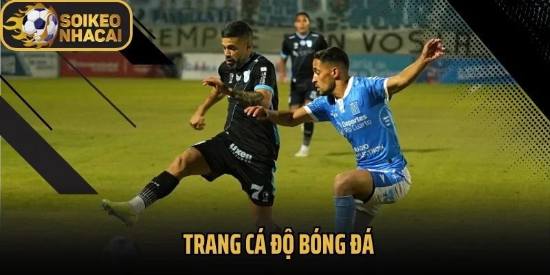 Trang Cá Độ Bóng Đá – Điểm Đến Của Dân Cược Chuyên